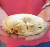 Raccoon Skull measuring 4-3/4 inches long and 3 inches wide - You are buying the skull shown for $26
