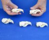 Five piece lot of Muskrat TOP Skulls only, 2-1/2 inches - You are buying the muskrat top skulls shown for $45/lot