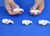 Five piece lot of Muskrat TOP Skulls only, 2-1/2 inches for $45/lot