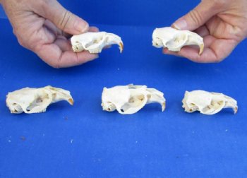 Five piece lot of Muskrat TOP Skulls only, 2-1/2 inches for $32/lot