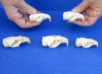 Five piece lot of Muskrat TOP Skulls only, 2-1/2 inches - You are buying the muskrat top skulls shown for $45/lot