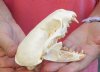 A-Grade North American Otter Skull 4-1/4 by 2-3/4 inches - You are buying this one for $49