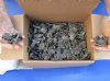 415 piece lot of Red Eared Slider Turtle feet 1 to 2 inch - You are buying the turtle feet pictured for $350.00/lot (signature required)