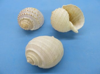 Wholesale Tonna Tessellata Spotted Tun Shells 4 to 4-7/8  inch - Case of  72 pcs @ $1.80 each ($129.60/Case)