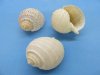 Wholesale Tonna Tessellata Spotted Tun Shells, light weight shells for large hermit crabs 4 to 4-7/8  inch - Packed: 12 pieces @ $1.80 each