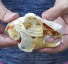 Jack rabbit skull for sale (oily/discolored/hole) measuring 3-3/4 inches long - you are buying the skull pictured for $23.00