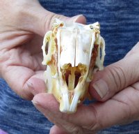 Jack rabbit skull for sale (oily/discolored/hole) measuring 3-3/4 inches long for $23.00