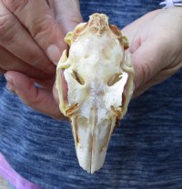 Jack rabbit skull for sale (oily/discolored/hole) measuring 3-3/4 inches long for $23.00