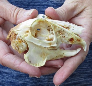 Jack rabbit skull for sale (oily/discolored) measuring 3-3/4 inches long for $16.00