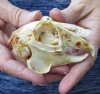 Jack rabbit skull for sale (oily/discolored) measuring 3-3/4 inches long - you are buying the skull pictured for $23.00