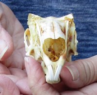 Jack rabbit skull for sale (oily/discolored) measuring 3-3/4 inches long for $16.00