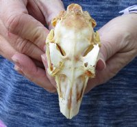 Jack rabbit skull for sale (oily/discolored) measuring 3-3/4 inches long for $16.00