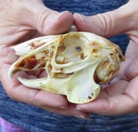 Jack rabbit skull for sale (oily/discolored) measuring 3-3/4 inches long for $16.00