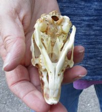 Jack rabbit skull for sale (oily/discolored) measuring 3-3/4 inches long for $16.00