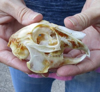 Jack rabbit skull for sale (oily/discolored) measuring 3-3/4 inches long for $16.00