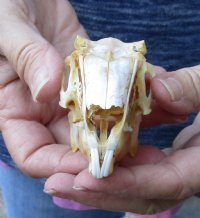 Jack rabbit skull for sale (oily/discolored) measuring 3-3/4 inches long - you are buying the skull pictured for $23.00