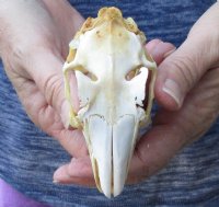 Jack rabbit skull for sale (oily/discolored) measuring 3-3/4 inches long for $23.00