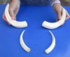 Matching pair of upper and lower Warthog Tusks, Warthog Ivory from African Warthog - Upper 10 inches; Lower 6-3/4 and 7 inches (You are buying the set of 4 tusks in the photo) for $115