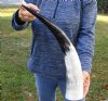 20 inch White Polished Indian water buffalo horn for sale - You are buying the one pictured for $30