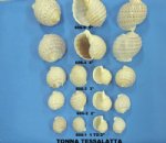 Tonna Tessellata Spotted Tun Shells