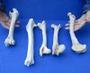 5 piece lot of deer leg bones 9 to 12 inches long. You are buying the bones pictured for $15.00
