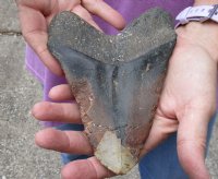 Huge Megalodon Fossil Shark Tooth (Carcharocles megalodon) measuring 6 inches long - You are buying the one in the picture for $350.00 (Signature Required)