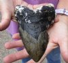 Huge Megalodon Fossil Shark Tooth (Carcharocles megalodon) measuring 6-1/4 inches long - You are buying the one in the picture for $325.00 (Signature Required)