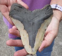 Huge Megalodon Fossil Shark Tooth (Carcharocles megalodon) measuring 6 inches long for $475.00 (Signature Required)