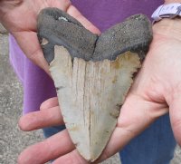 Huge Megalodon Fossil Shark Tooth (Carcharocles megalodon) measuring 6-1/8 inches long for $475.00 (Signature Required)