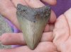 One Megalodon Fossil Shark Tooth (Carcharocles megalodon) measuring approximately 2-1/2 inches long - You are buying the one in the picture for $32 (High Quality - great serrations)