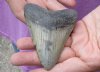 One Megalodon Fossil Shark Tooth (Carcharocles megalodon) measuring approximately 3-1/2 inches long - You are buying the one in the picture for $55 (High Quality)