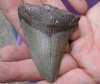 One Megalodon Fossil Shark Tooth (Carcharocles megalodon) measuring approximately 2-7/8 inches long - You are buying the one in the picture for $32 (High Quality)