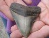 One Megalodon Fossil Shark Tooth (Carcharocles megalodon) measuring approximately 3-1/4 inches long - You are buying the one in the picture for $55 (High Quality)