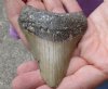 One Megalodon Fossil Shark Tooth (Carcharocles megalodon) measuring approximately 3-3/4 inches long - You are buying the one in the picture for $55 (High Quality)