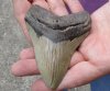 One Megalodon Fossil Shark Tooth (Carcharocles megalodon) measuring approximately 3-7/8 inches long - You are buying the one in the picture for $60 (High Quality)