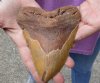 One Huge Megalodon Fossil Shark Tooth (Carcharocles megalodon) measuring 5-7/8 inches long - You are buying the one in the picture for $295.00