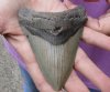 One Megalodon Fossil Shark Tooth (Carcharocles megalodon) measuring approximately 4 inches long - You are buying the one in the picture for $95 (High Quality)