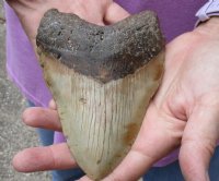 One Huge Megalodon Fossil Shark Tooth (Carcharocles megalodon) measuring 5-5/8 inches long - You are buying the one in the picture for $295.00