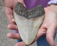 One Huge Megalodon Fossil Shark Tooth (Carcharocles megalodon) measuring 5-5/8 inches long - You are buying the one in the picture for $295.00