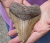 One Huge Megalodon Fossil Shark Tooth (Carcharocles megalodon) measuring 5 inches long - You are buying the one in the picture for $225.00