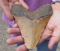 One Huge Megalodon Fossil Shark Tooth (Carcharocles megalodon) measuring 5-1/2 inches long - You are buying the one in the picture for $295.00