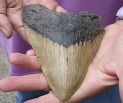 One Huge Megalodon Fossil Shark Tooth (Carcharocles megalodon) measuring 5-1/2 inches long for $295.00