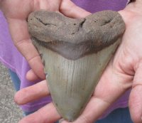 One Huge Megalodon Fossil Shark Tooth (Carcharocles megalodon) measuring 5 inches long - You are buying the one in the picture for $225.00