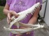 Nile crocodile skull from Africa measuring 13 inches long and 5-3/4 inches wide (off white in color) - you are buying the Nile crocodile skull pictured for $195 (Cites #223756) (minor damaged nose)