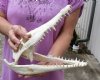 Nile crocodile skull from Africa measuring 12 inches long and 5-1/2 inches wide (off white in color) - you are buying the Nile crocodile skull pictured for $175 (Cites #223756) (minor nose damage)
