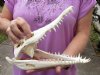 Nile crocodile skull from Africa measuring 10-3/4 inches long and 4-3/4 inches wide (off white in color) - you are buying the Nile crocodile skull pictured for $135 (Cites #223756) (jaws do not sit right together)