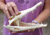 Nile crocodile skull from Africa measuring 9 inches long and 4 inches wide (off white in color) - you are buying the Nile crocodile skull pictured for $115 (Cites #223756) (a few small holes)