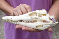 <font color=red>REDUCED PRICE - SALE!</font> Nile crocodile skull from Africa measuring 9 inches long and 4 inches wide (off white in color) for $75 (Cites #223756) (a few small holes)