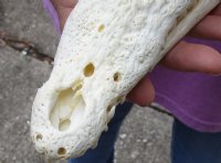 <font color=red>REDUCED PRICE - SALE!</font> Nile crocodile skull from Africa measuring 9 inches long and 4 inches wide (off white in color) for $75 (Cites #223756) (a few small holes)