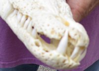 Nile crocodile skull from Africa measuring 10-1/2 inches long and 4-3/4 inches wide (off white in color) - you are buying the Nile crocodile skull pictured for $145 (Cites #223756) (missing some teeth)